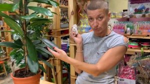 Фикус Сиафистипула - еще один представитель зеленого семейства, от которого я без ума.