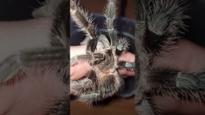 Немножко о пауках-птицеедах. Малыши ласиодора парахибана в продаже!