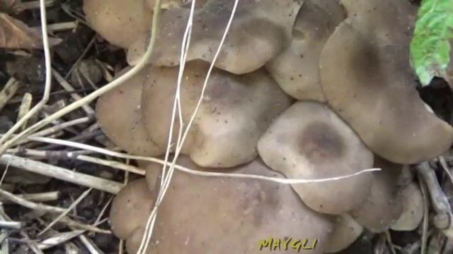 Грибы рядовки. Рядовка скученная.
