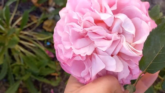 Супер новинка. Роза зефирка, сорт Эшли. смотреть онлайн