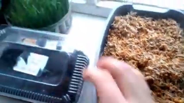 #проращивание_пшеницы/витамины для кур ?? (за два дня!!!)