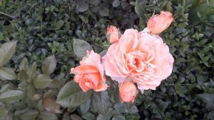 Роза Мириам и остальное