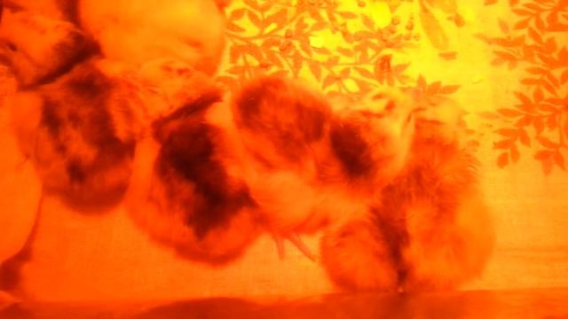 Лакенфельдеры цыплята 2017031 смотреть онлайн