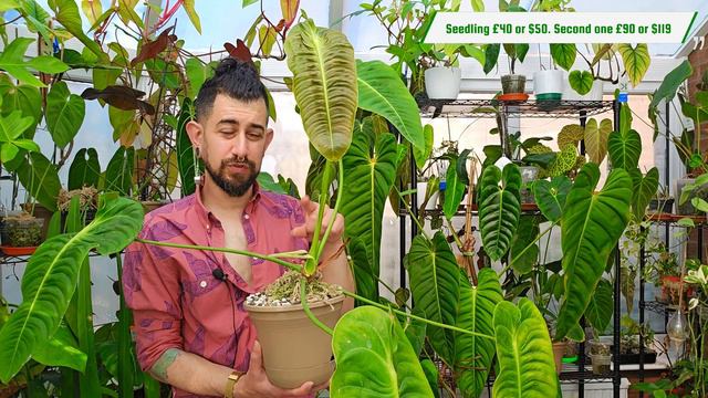 Raising a King: 3-Year Anthurium Veitchii Review 🌿👑 | Growth, Care, and More! 🌱🔬 смотреть онлайн