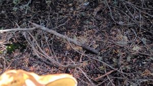 США. Собираю грибы в Америке