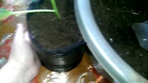 Пакеты для рассады своими руками. 30.04.17