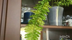 Нужен совет. Пеперомия арбузная. Обзор цветов. 05.11.2023.