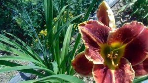 Лилейники с названиями. 2 часть.