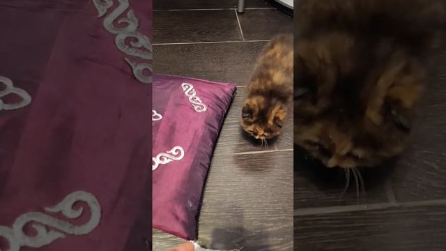 Пушистые любимки #scottishfoldcats #cats #catlover