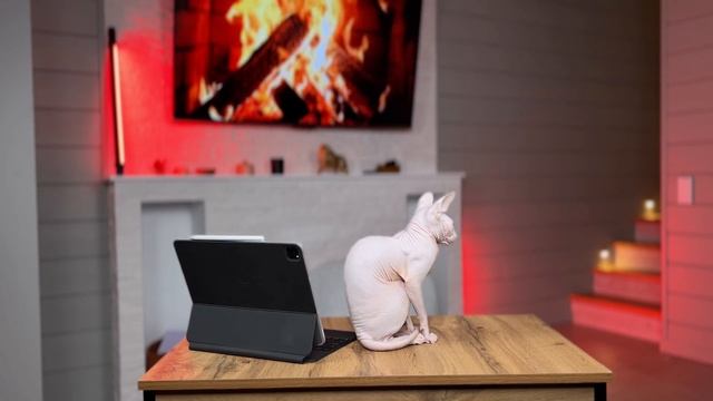 Урок для милых котиков и кошечек ? Лысые котики. Сфинксы. Sphinx cat. смотреть онлайн