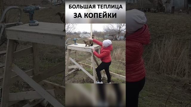 Теплица из дерева 6х10м своими руками