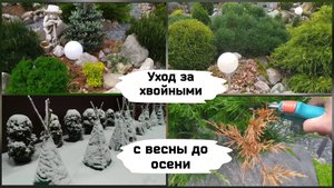Уход за хвойными с весны до осени
(Ленинградская область).