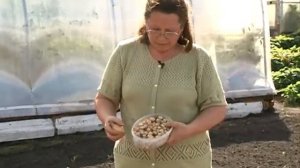 Мелкий лук высаживаем в зиму. Про сорта озимого лука