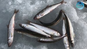 Начало зимнего сезона по подлёдному лову корюшки