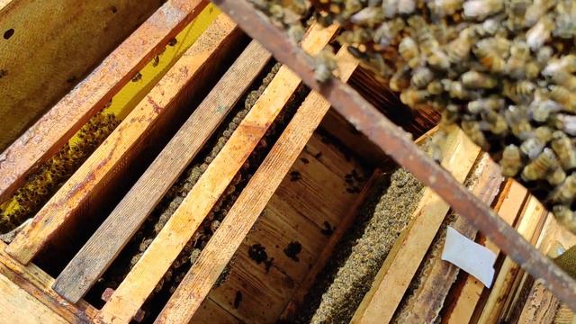 Ловля роев 2020 смотреть онлайн