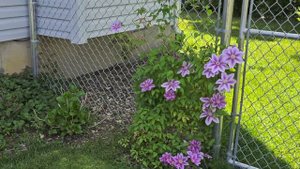 Blooming Knockout Roses, Weigelas, William baffin climbing Rose & more! 5/23