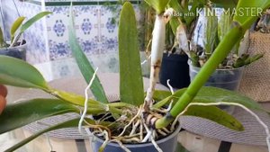 Посадка каттлей во мхе. Обзор.