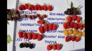 Малина Краса России