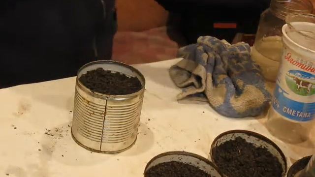 Черенкую плодоносящий мандарин ,сорт" Абхазский". смотреть онлайн