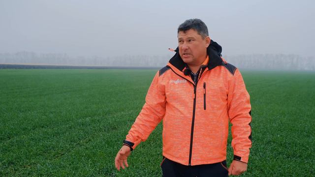 Опыт на озимой пшенице, Барнаул