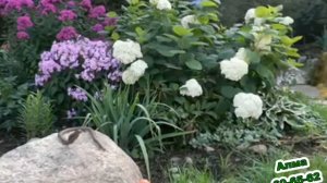 Озеленение участка