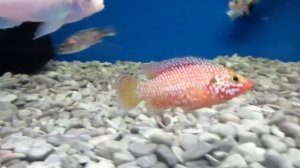 Хромис красавец! Аквариумные рыбки.