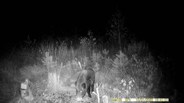 Кабан пришел на самодельную кормушку. Как сделать кормушку для кабанов в лесу. смотреть онлайн