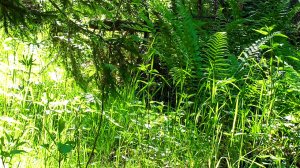 Пейзажи лета: живописный лес в солнечную погоду. Звуки живой природы.