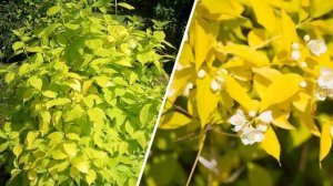 САМЫЕ НЕПРИХОТЛИВЫЕ ДЕКОРАТИВНЫЕ КУСТАРНИКИ,которые можно посадить осенью в саду и на даче.