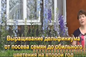 Выращивание дельфиниума от посева семян до обильного цветения на второй год