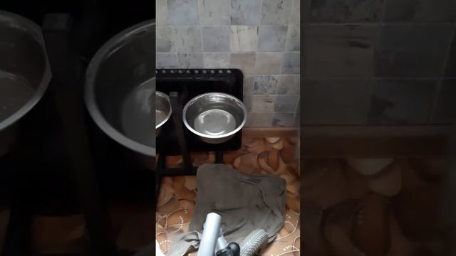 А ваши собаки так же пьют воду? #кеесхонд #щенок #моясобака