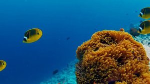 Ocean 4K - Sea Animals for Relaxation, Beautiful Coral Reef Fish in Aquarium (4K Video Ultra HD)