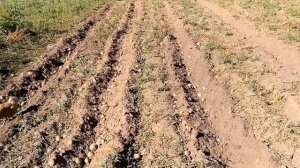 Копаем картошку с помощью окучника