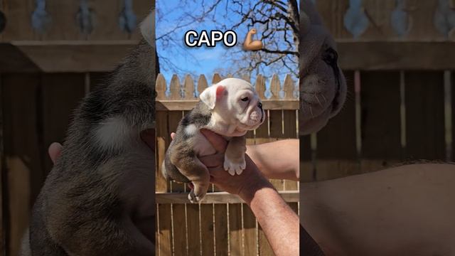 Ugh, this is a bittersweet day. CAPO whom we've grown so fond of is heading to his furever home.