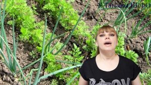 Что посадить с ЛУКОМ на одной грядке?! Какие овощи можно сеять рядом с ЛУКОМ?