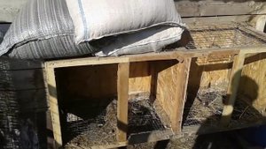 Куры молодки Ломан Браун 4 месяца