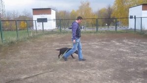 Дрессировка щенка Лабрадора.Умничка "Дарси" 4 месяца.