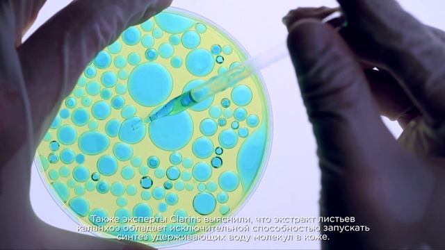 Каланхоэ: растение, которое не знает жажды смотреть онлайн