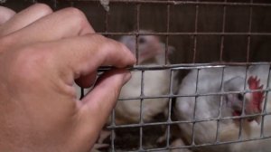 Клетка для цыплят, универсальная