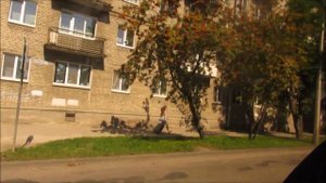 Поездка на автобусе МАЗ-105.465 | Псков