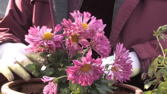 Gardening Tips : How to Pinch Back Flowers смотреть онлайн