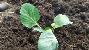 Использую пластиковые бутылки на огороде.