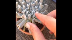 Succulent: Topsy Turvy watering. How to spot thirst in your succulents