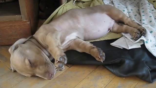 Такса (сон Юкса) смотреть онлайн