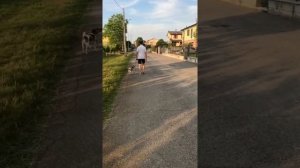 Агрессивный джек-рассел-терьер. Результаты моих клиентов.