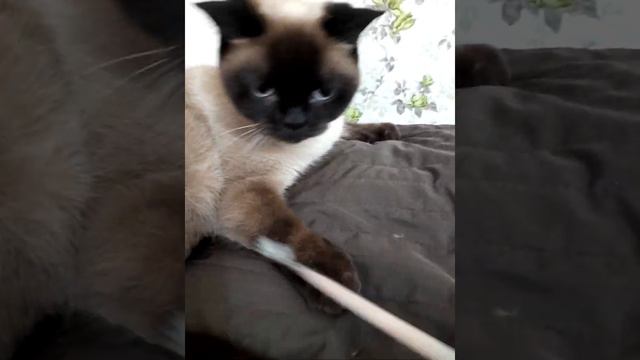 Котейка смотреть онлайн