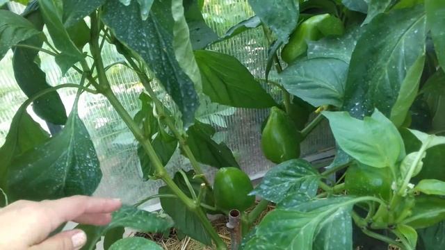 Мои кусты усыпаны крупными перчиками. Как я этого добилась