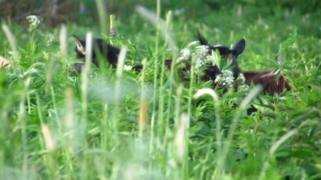 Подарок с хуторка, камера Canon SX40 и посылки смотреть онлайн