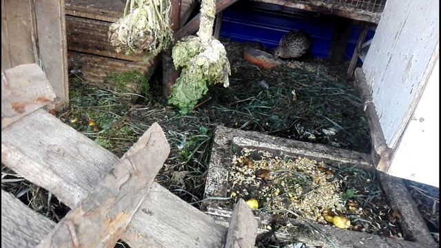 Фазаны кормятся зерносмесью RS 6 задний ход смотреть онлайн