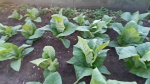 Первый опыт табаководства!